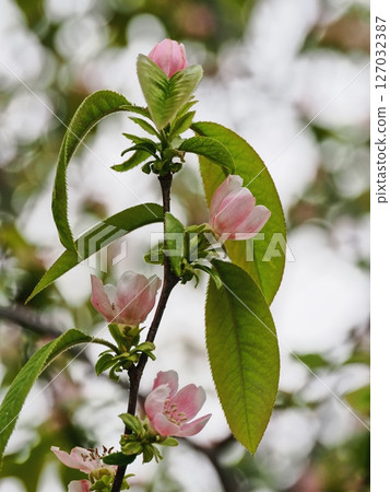 Karin's flower 127032387