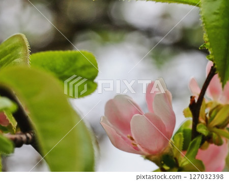 卡琳的花 127032398