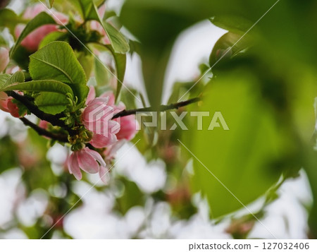 Karin's flower 127032406