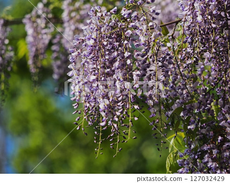 Fuji flowers in Satoyama 127032429