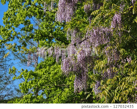Fuji flowers in Satoyama 127032435