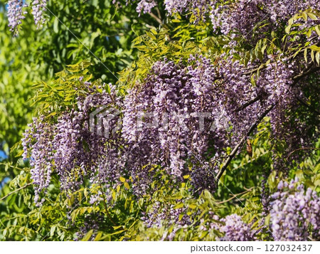 Fuji flowers in Satoyama 127032437