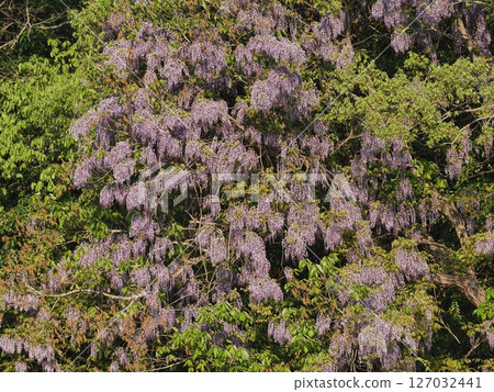 Fuji flowers in Satoyama 127032441