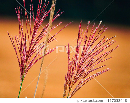 Silver grass swaying quietly at dusk Silver grass swaying quietly at dusk 127032448