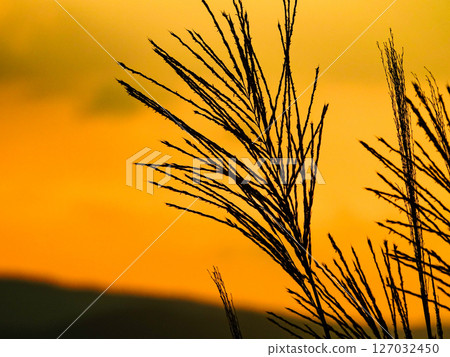 黃昏時分靜靜搖曳的紫芒 127032450