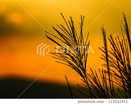 Silver grass swaying quietly at dusk Silver grass swaying quietly at dusk 127032451
