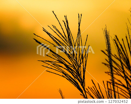 黃昏時分靜靜搖曳的紫芒 127032452