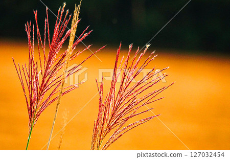 黃昏時分靜靜搖曳的紫芒 127032454