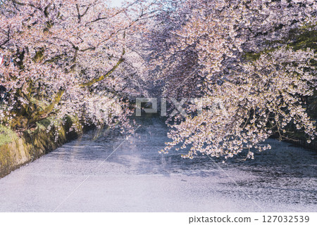 Cherry blossoms in full bloom at Hirosaki Park in Aomori 127032539