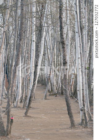 White birch trees White birch trees 127032772