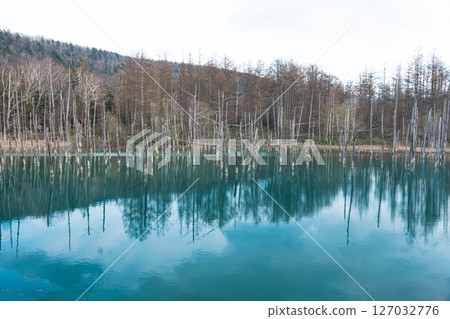 Blue Pond in Biei-cho Blue Pond in Biei-cho 127032776