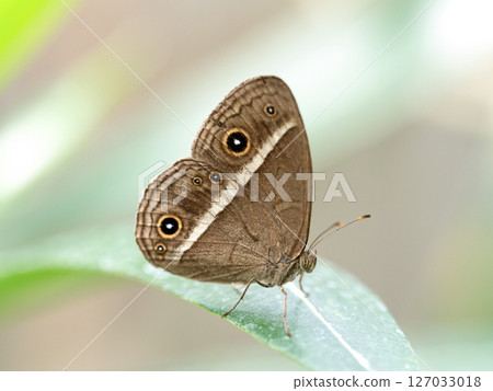 Butterfly: Ryukyu dwarf dragonfly Butterfly: Ryukyu dwarf dragonfly 127033018