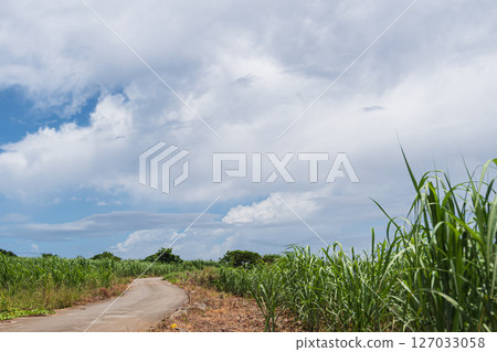 Sugar Cane Field Path Sugar Cane Field Path 127033058