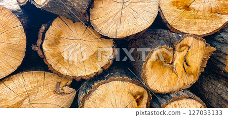 Closeup of logs of trees in nature. a lot of cutted logs. Closeup of logs of trees in nature. a lot of cutted logs. 127033133