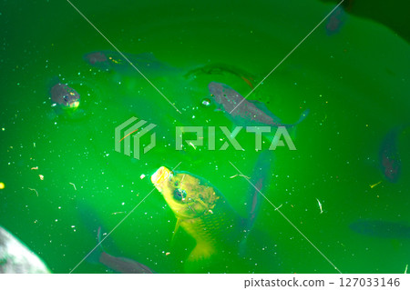 A group of fish swimming in a pond. The fish are of different coi A group of fish swimming in a pond. The fish are of different coi 127033146