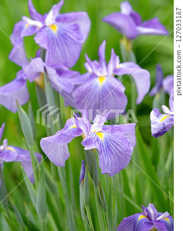 東京堀切鳶尾花花園 127033187