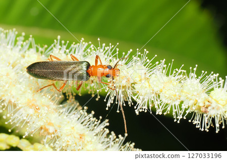 A long-horned beetle on a chestnut flower A long-horned beetle on a chestnut flower 127033196