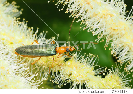 A long-horned beetle on a chestnut flower A long-horned beetle on a chestnut flower 127033381
