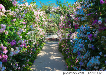 玫瑰走廊 127033423