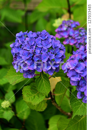 紫色繡球花 127033485