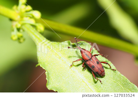 Tohoshita象鼻蟲 127033524