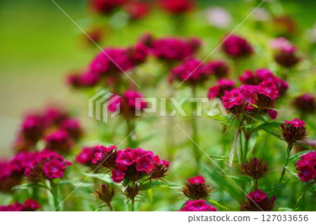 Beauty Nadeshiko 127033656