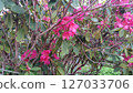 Rhododendron 127033706