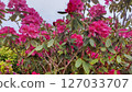 Rhododendron 127033707