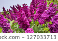 Lilac 127033713