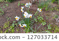 Daffodil (Suisen/Suisen) 127033714