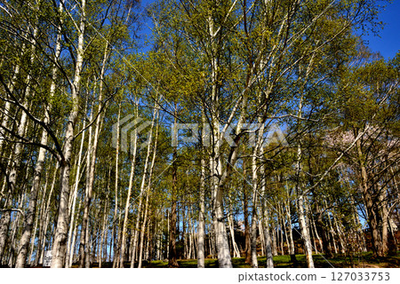 Birch forest in Otaru Park 127033753