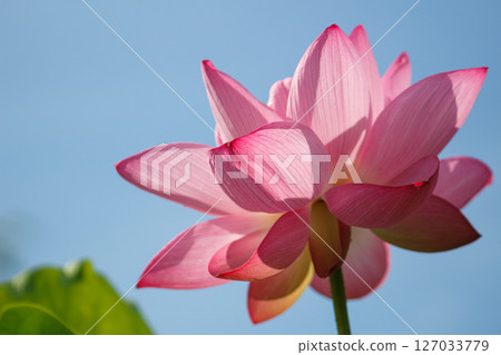 粉紅色蓮花在藍天下綻放 127033779