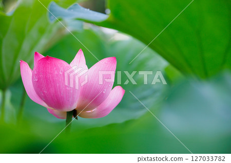 Landscape with lotus flowers Landscape with lotus flowers 127033782