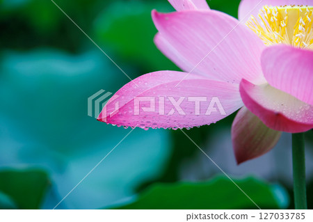 lotus flower, pure flower lotus flower, pure flower 127033785