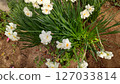Daffodil (Suisen/Suisen) 127033814