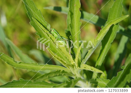 堅持葉子的昆蟲 堅持葉子的昆蟲 127033899