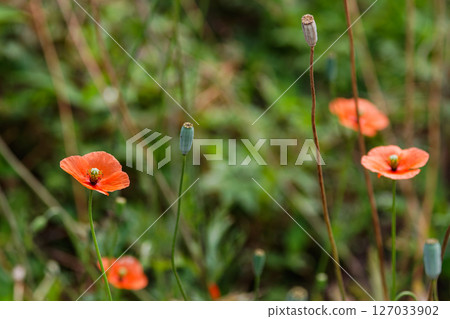 長頭罌粟花03 127033902