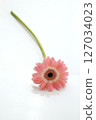 Cute pink gerbera on white background 127034023