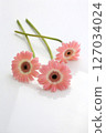 Cute pink, 3 gerberas, white backlight 127034024