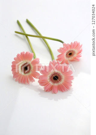 可愛的粉紅色，3 朵非洲菊，白色背光 127034024