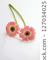 Cute gerbera, two pink flowers, milky white on white background 127034025