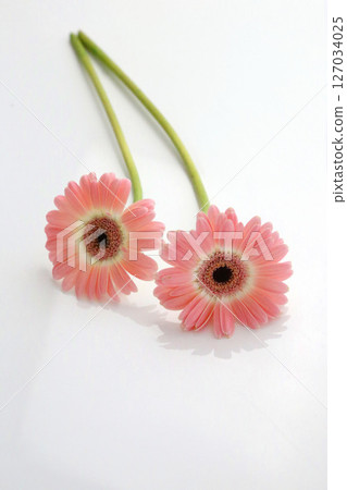 Cute gerbera, two pink flowers, milky white on white background 127034025