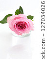 Transparent pink rose lighting 127034026
