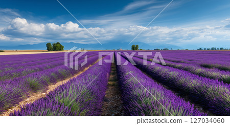 A spectacular view of lavender fields and blue skies | A soothing landscape that captures the natural beauty of summer 127034060