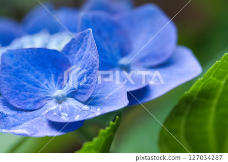 繡球花在雨中濕 繡球花在雨中濕 127034287