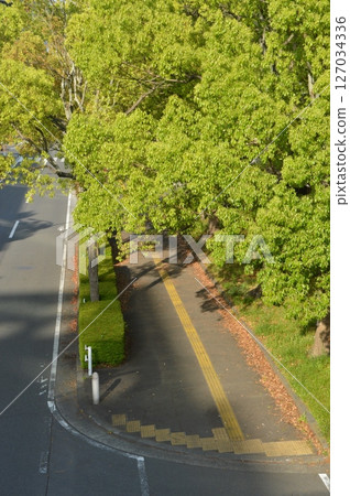 有新鮮綠樹的道路 有新鮮綠樹的道路 127034336