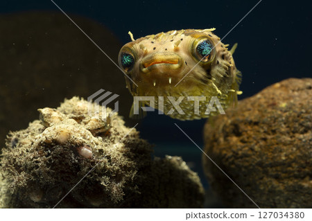 刺魨、河豚、魔鬼刺魚、魚、鹹水魚、毒魚、虎魚、惡魔虎魚 刺魨、河豚、魔鬼刺魚、魚、鹹水魚、毒魚、虎魚、惡魔虎魚 127034380