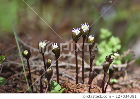 Hitorishizuka 127034381