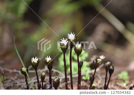 Hitoshizuka Hitoshizuka 127034382