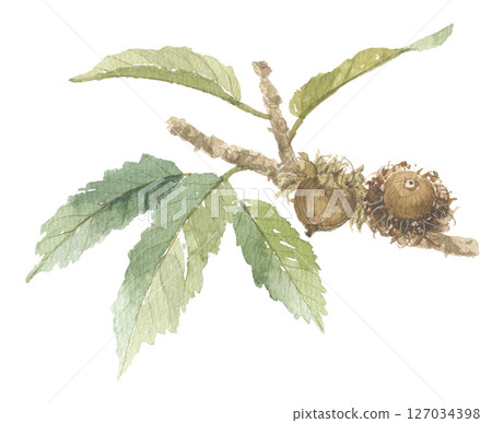 橡樹的水彩畫 127034398